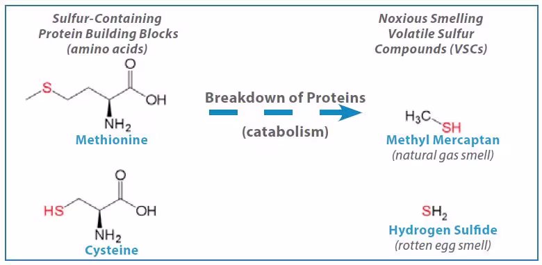 GNA bacteria use protein as an energy source and produce volatile sulfur-containing by-products Halitosis Research Summaries The following study summaries represent a sample of research demonstrating the benefits of stabilized stannous fluoride dentifrice for reduction of breath malodor. Figure 16. Coating on tongue and heavy bacterial load Stannous