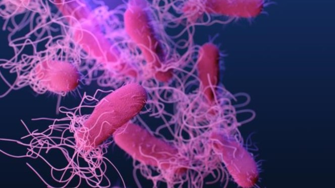 Salmonella Medical illustration of drug-resistant, nontyphoidal, Salmonella bacteria.
